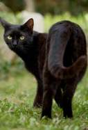 gat negre