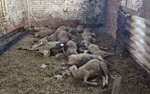 Ovelles mortes martorell