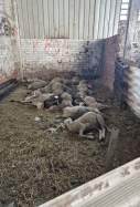 Ovelles mortes martorell