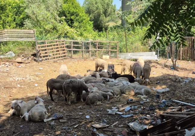Els xais amagats a la nau industrial  /Mossos d'Esquadra