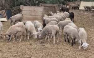 xais il·legals sant esteve sesrovires