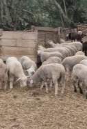 xais il·legals sant esteve sesrovires