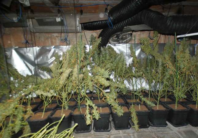 marihuana taradell