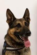Unitat Canina Policia Municipal Vidreres