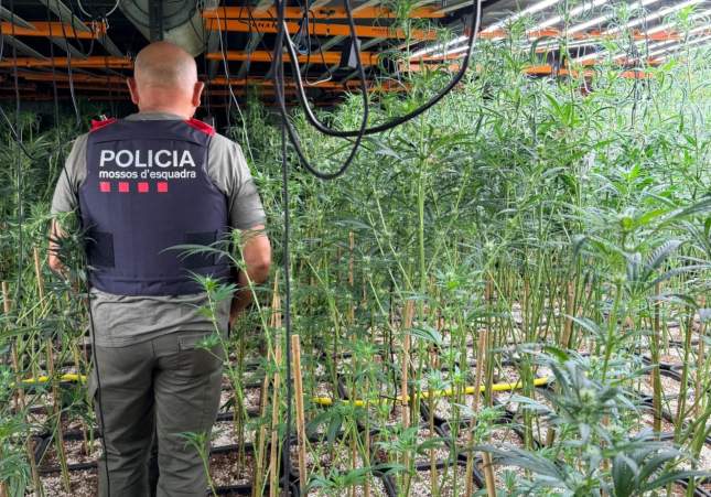 Un agent a la plantació de marihuana / Mossos d'Esquadra Un agent a la plantació de marihuana / Mossos d'Esquadra