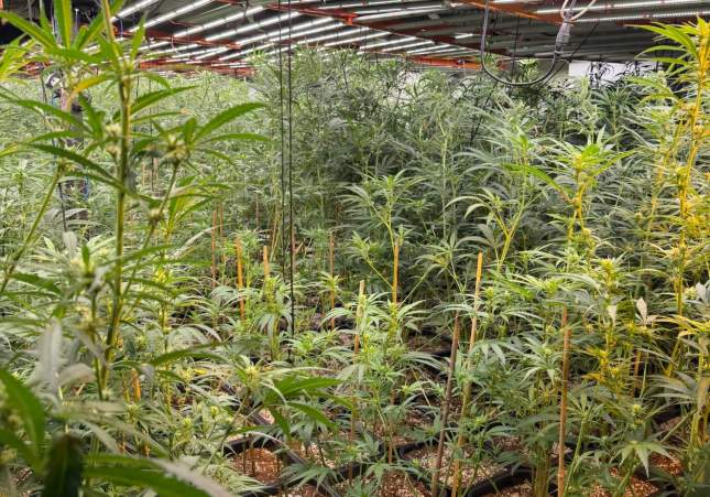Imatge de la plantació / Mossos d'Esquadra Imatge de la plantació / Mossos d'Esquadra