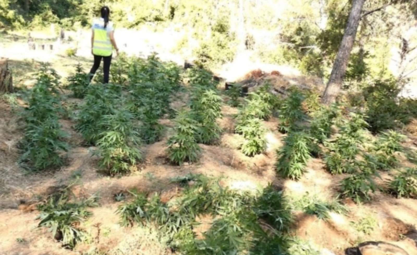 Imatge de la plantació desmantellada / Mossos Imatge de la plantació desmantellada / Mossos
