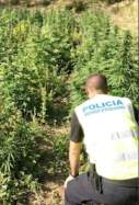Marihuana Corbera p