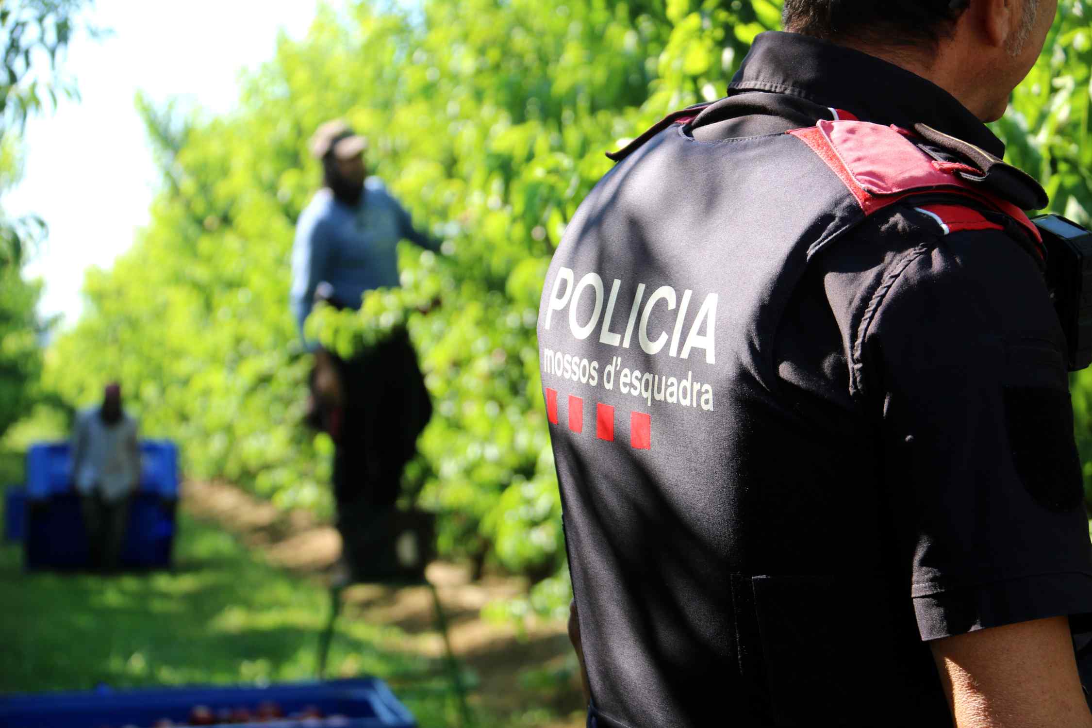 mossos hort agricola alba mor lleida