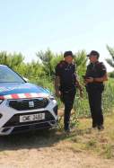mossos camp agricola alba mor acn