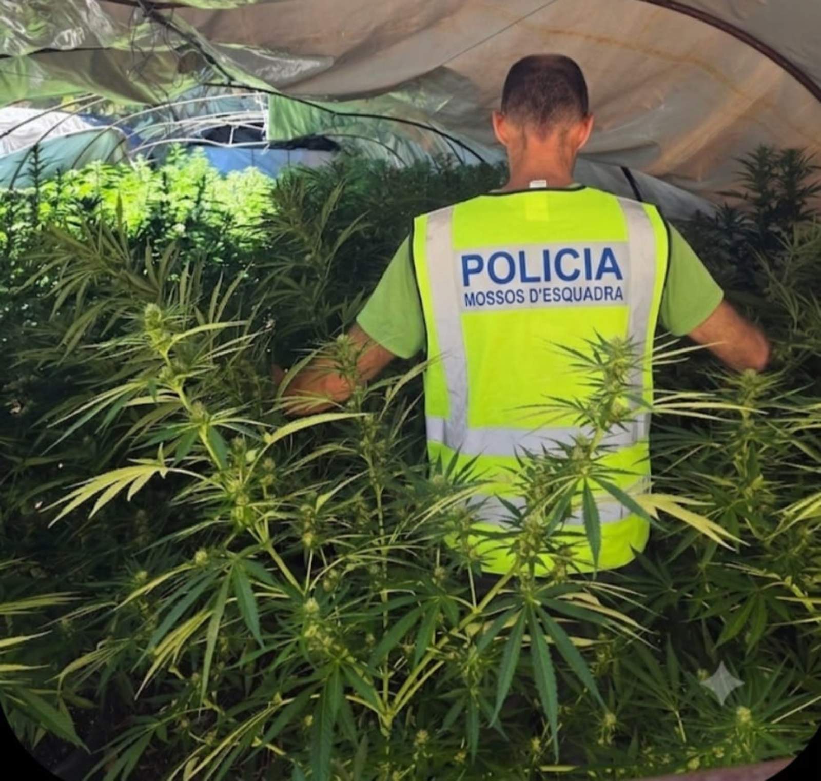 Tivissa marihuana