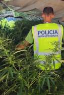 Tivissa marihuana