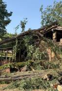 Cau un arbre sobre una masia a Olot / ACN