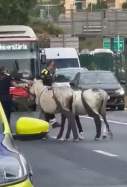 Burros a la ronda de Dalt de Barcelona