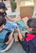 Mossos d'Esquadra Guardia Civil Policia Nacional
