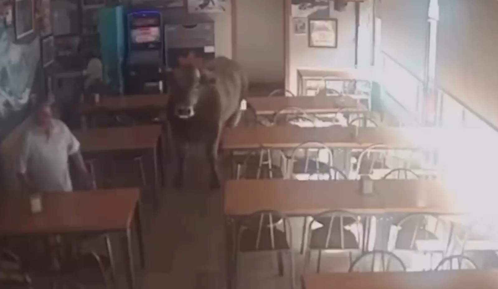 vaca bar gusi