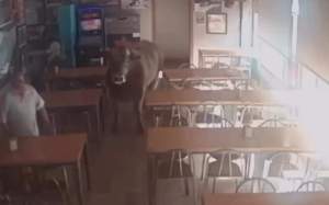 vaca bar gusi