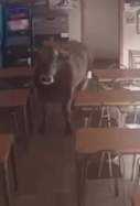 vaca bar gusi