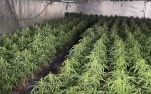 Plantació de marihuana Constantí