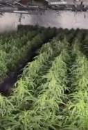 Plantació de marihuana Constantí