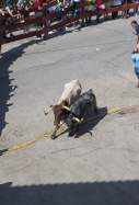 festes taurines