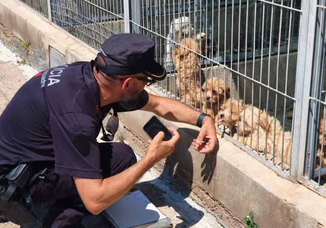 Agent dels Mossos d'Esquadra amb alguns cadells rescatats / ACN
