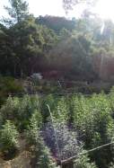 Plantació de marihuana a Darnius  Mossos d'Esquadra