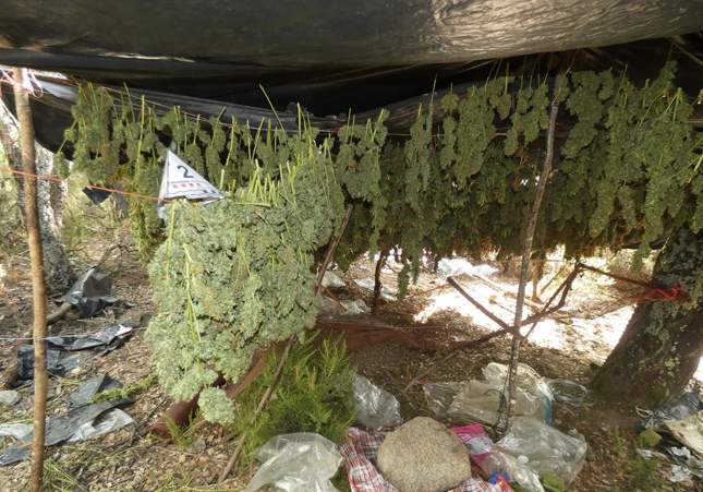 Imatge de la plantació a Darnius / Mossos d'Esquadra