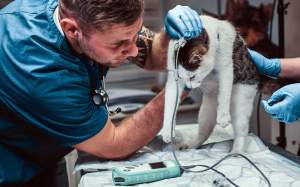 veterinari atenent un gat freepik