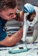veterinari atenent un gat freepik