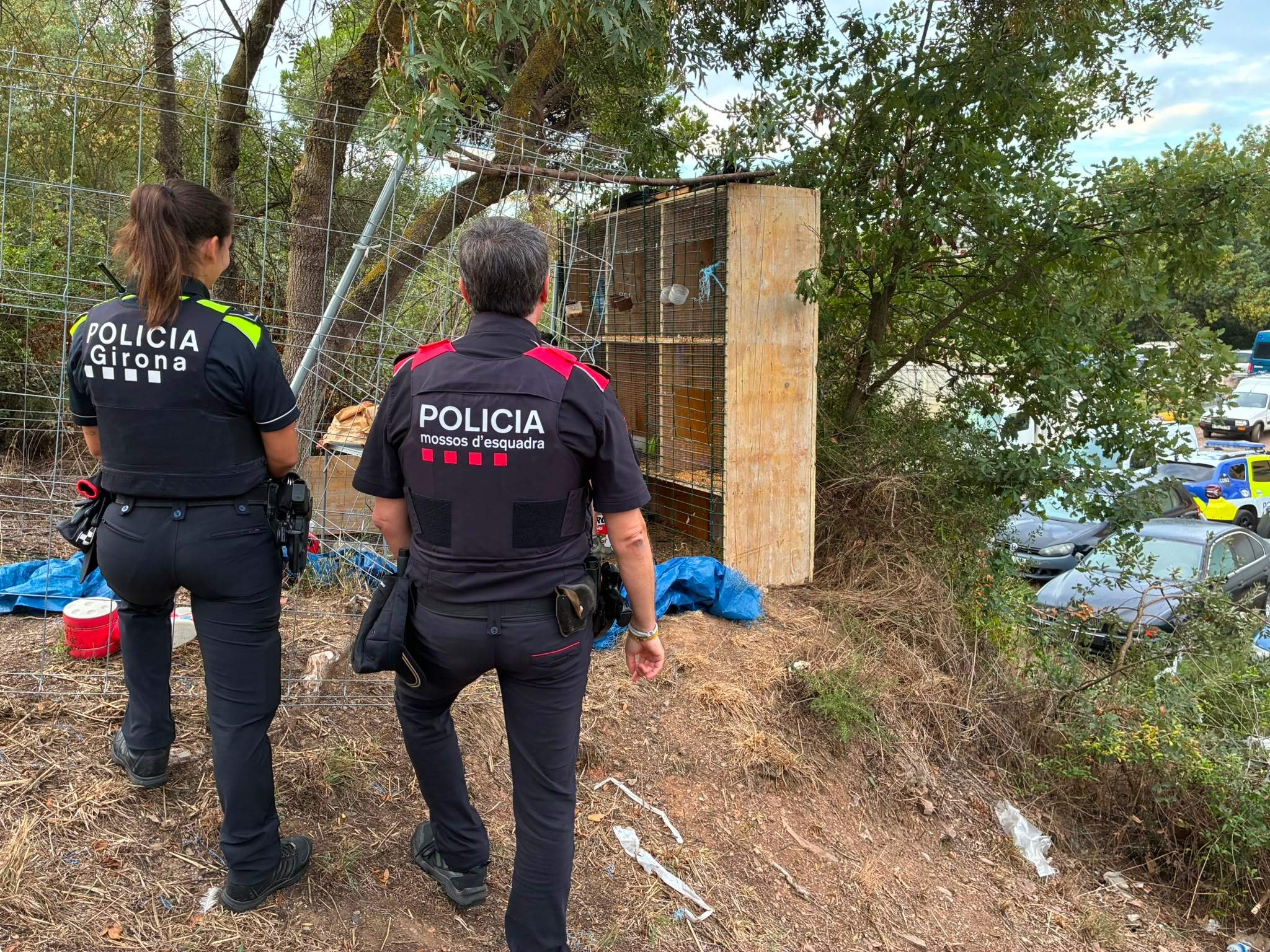 Mossos d'Esquadra i Policia Municipal de Girona baralles de galls