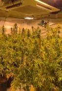 plantació marihuana querol montmell