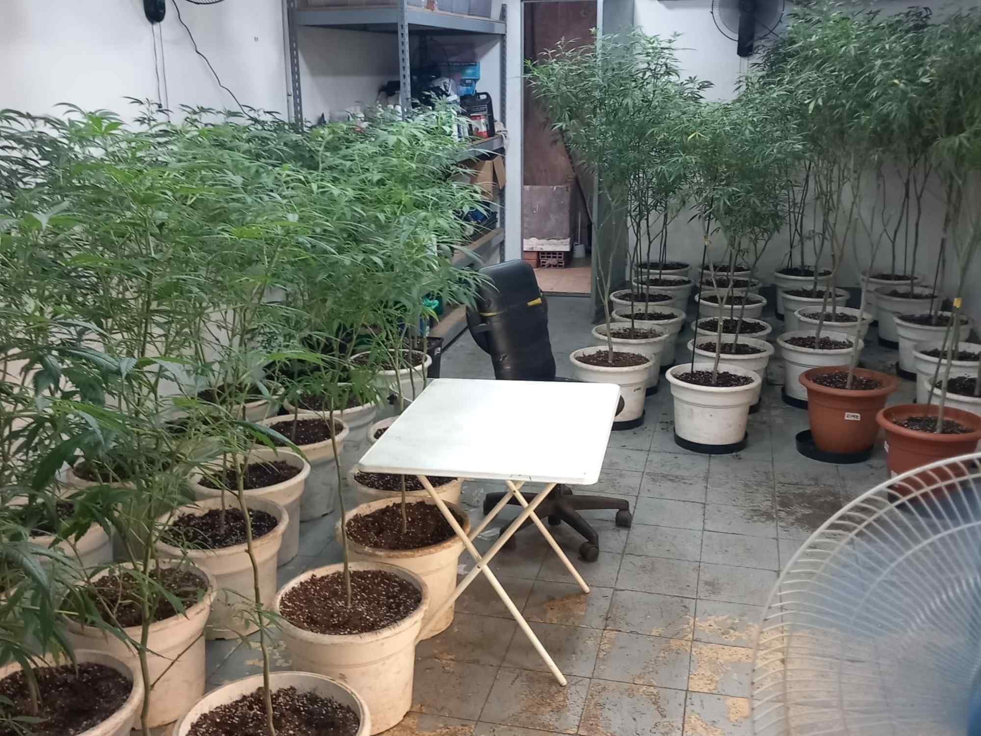 local marihuana ripollet