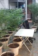 local marihuana ripollet