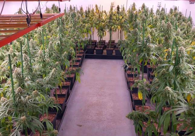 marihuana local ripollet