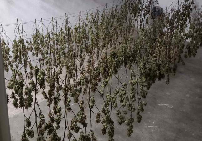 marihuana ripollet