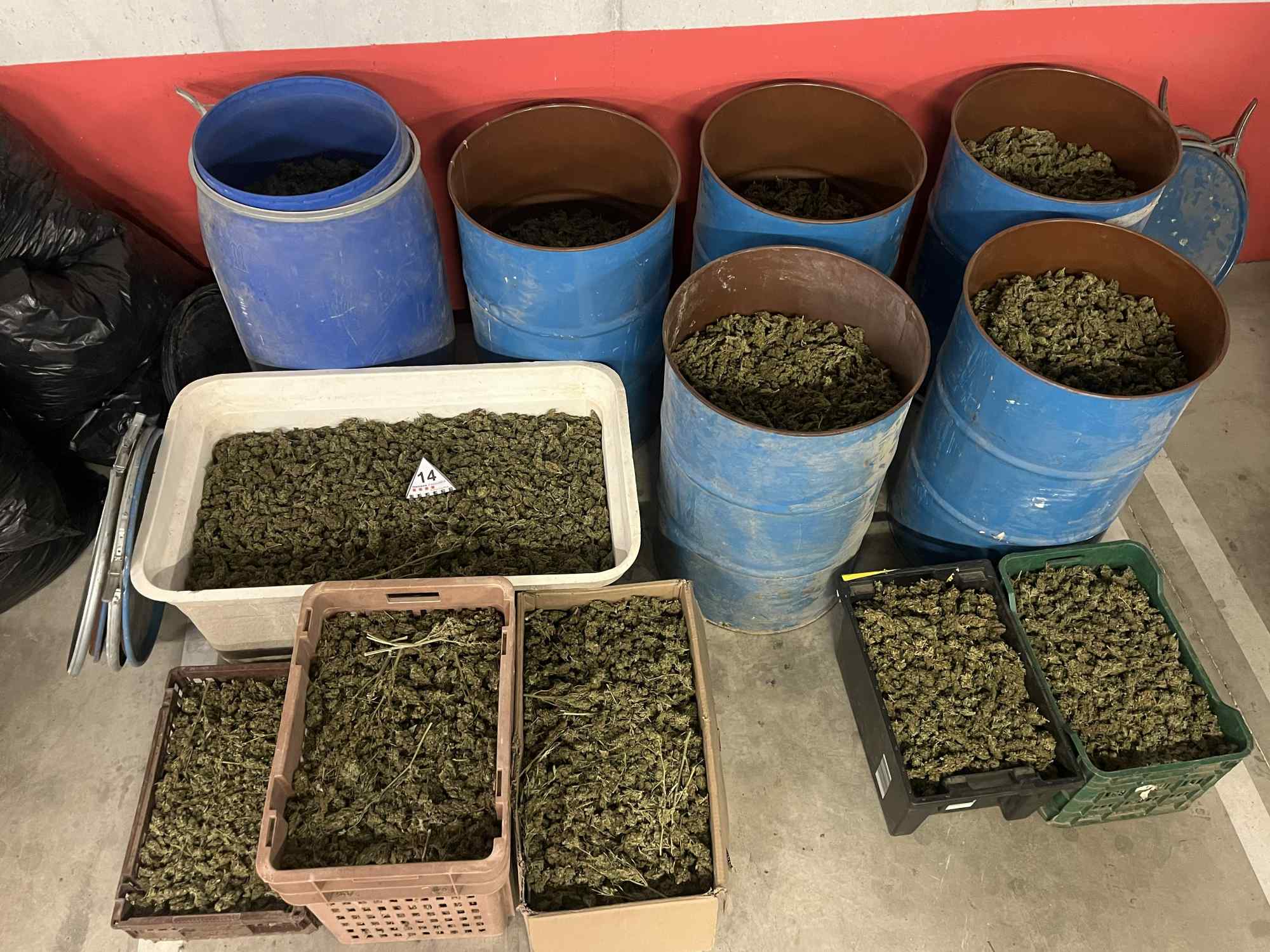 marihuana cabra camp 1