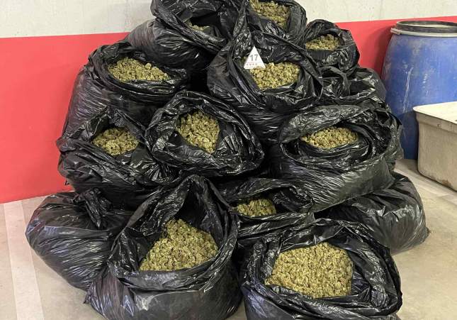 marihuana cabra camp 2