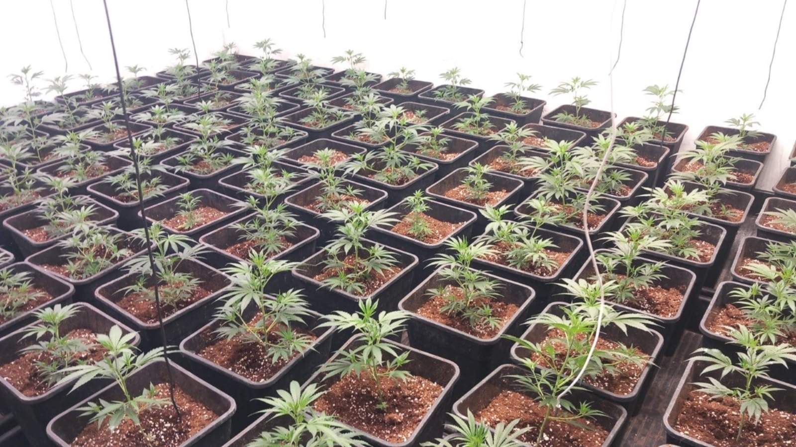 marihuana badia del vallès