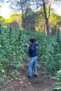 Marihuana Vilalba dels Arcs