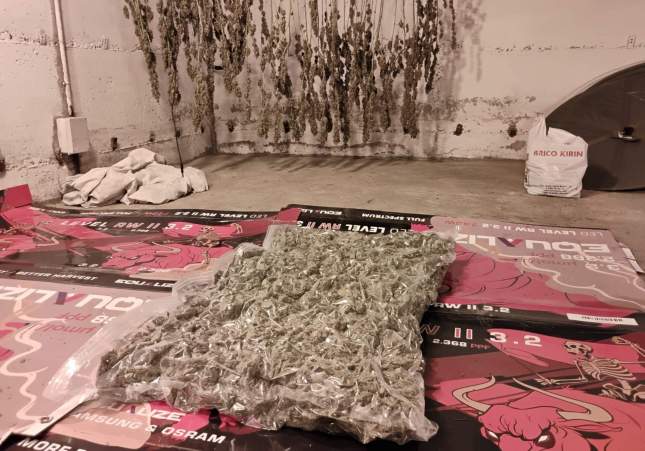 Cabdells recuperats d'una planatció / Mossos d'Esquadra