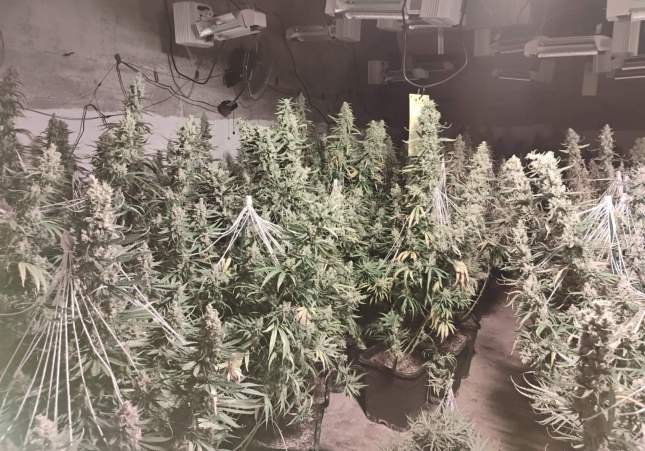 Cultius de marihuana descoberts  Mossos d'Esquadra