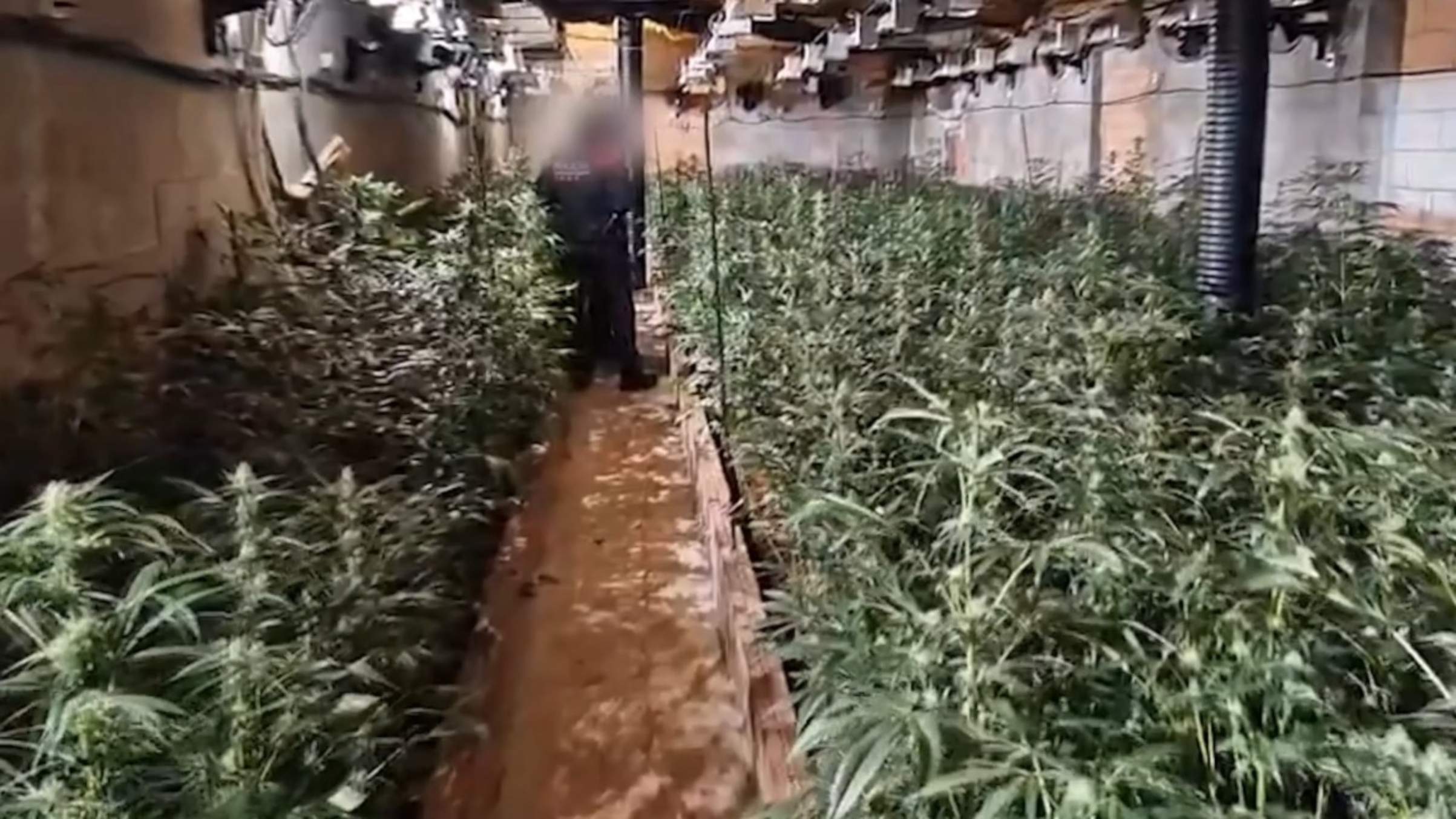 marihuana avinyonet