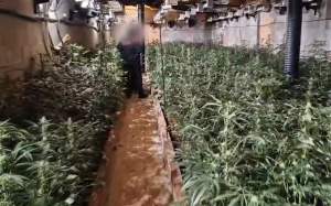 marihuana avinyonet