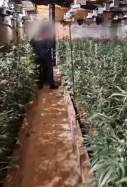 marihuana avinyonet