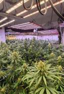 Marihuana Sant Just