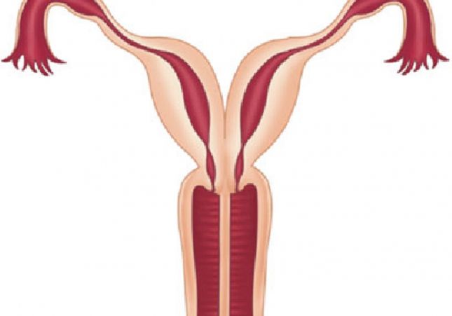 doble vagina doble vagina