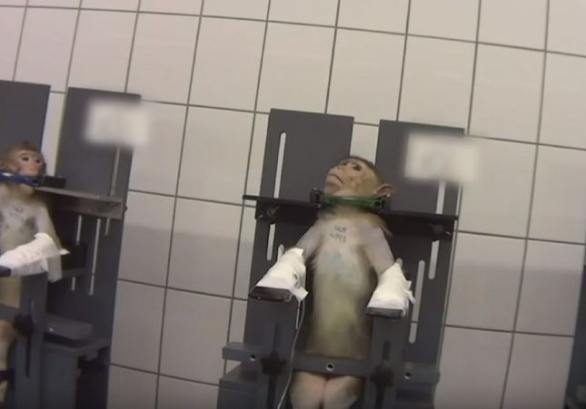Micos en filera penjats pel coll Micos en filera penjats pel coll