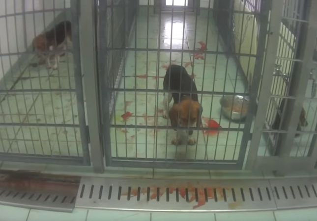 Beagles torturats al laboratori Beagles torturats al laboratori