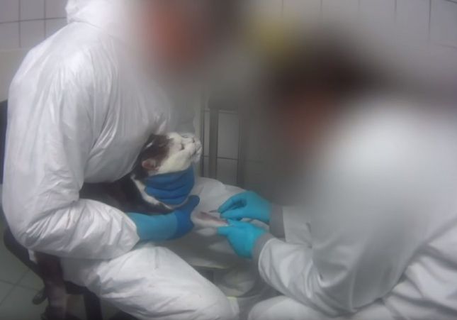 Gat rebent una injecció al laboratori Gat rebent una injecció al laboratori